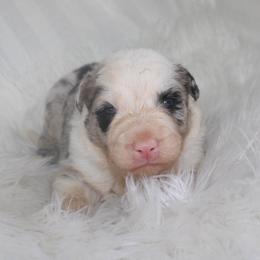 Wish - Black and white male Border Collie puppy in Cedartown, Georgia from Ferguson Border Collies