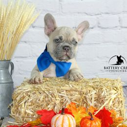 French Bulldog Puppies from Battery Creek Frenchies