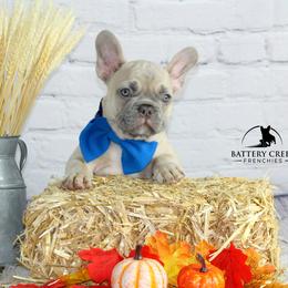 French Bulldog Puppies from Battery Creek Frenchies