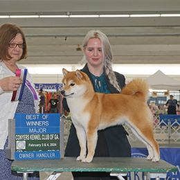 Peach - Shiba Inu