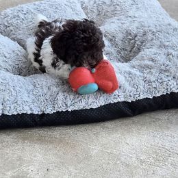 Lamborghini - Parti male Poodle puppy in Covington, Virginia from A  Gift from above kennel,  LLC