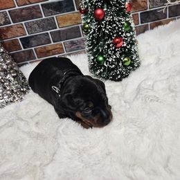 Adam - Black and rust male Miniature Pinscher puppy in Baton Rouge, Louisiana from Pike's Pups