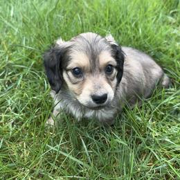 3rd Born Shaded Cream - Cream male Dachshund puppy in Rochester, Washington from Curtiss Dachshunds