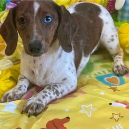 Mia - Dachshund