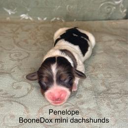Penelope - Piebald female Dachshund puppy in Lexington, Oklahoma from BooneDox Miniature Dachshunds