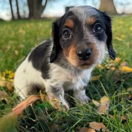 Girl 1 - Piebald female Dachshund puppy in Terreton, Idaho from BM Mini Doxies