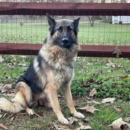 Roxy - German Shepherd