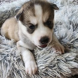 Winona - Black tan and white female Siberian Husky puppy in Wheeling, West Virginia from Wild and Wonderful Siberian Huskies