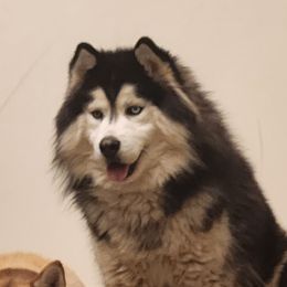 Shiloh - Siberian Husky