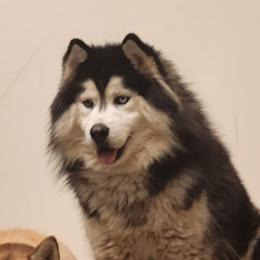 Shiloh - Siberian Husky