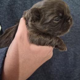 Zuri - Chocolate female Shih Tzu puppy in Green Valley Lake, California from All American Shih Tzu Puppies