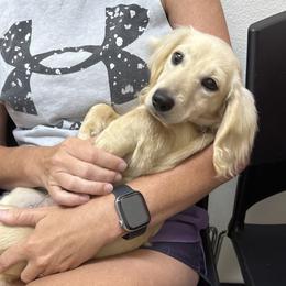 Sage - Dachshund