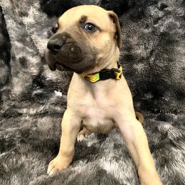 Rosalie - Fawn Great Dane puppy in Dundee, Michigan from Weslow AKC Danes
