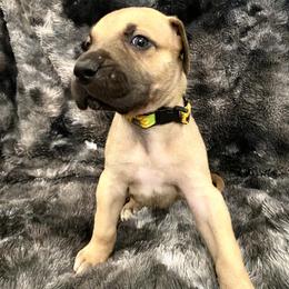 Rosalie - Fawn Great Dane puppy in Dundee, Michigan from Weslow AKC Danes