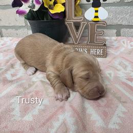 Trusty - Cream female Dachshund puppy in Grant, Michigan from Low Down Dashchuand