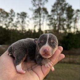 Misty (Financing Available) - Gray and white female American Corgi puppy in Inverness, Florida from Canaan Farm Corgis
