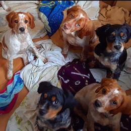 French Brittany Puppies from Solitaire kennel / French Brittanies