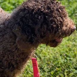 Goldendoodles from Duke's Doodles