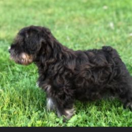 Miniature Schnauzer Puppies from Vaquera Miniature Schnauzers