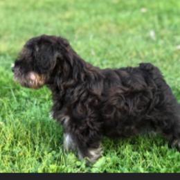 Miniature Schnauzer Puppies from Vaquera Miniature Schnauzers