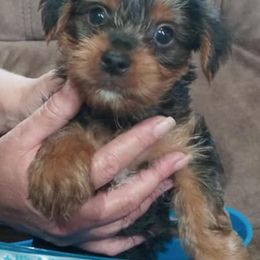 Yorkshire Terriers from Bow Wow Yorkies
