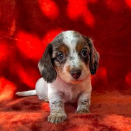 Larry - Piebald male Dachshund puppy in Trinity, Texas from Signature Sloan - Long Hair Dachshunds