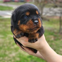 Male 1 Vom Jager Haus - Black and mahogany male Rottweiler puppy in Reynoldsburg, Ohio from Vom Jager Haus Rottweilers