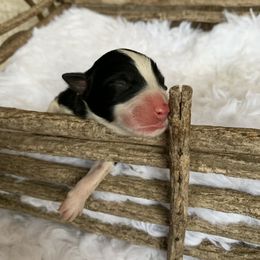 Boy 2 - Australian Shepherd puppy in Paint Rock, Alabama from Kotah’s Kennels