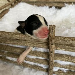 Boy 2 - Australian Shepherd puppy in Paint Rock, Alabama from Kotah’s Kennels