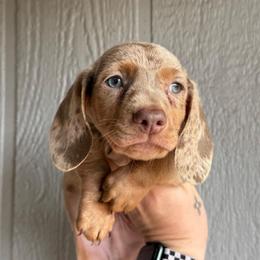 Snickerdoodle - Dapple male Dachshund puppy in New Mexico from Zia Trail Doxies