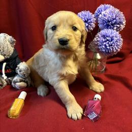 Trusty - Golden female Golden Retriever puppy in Grant County, Indiana from On The Sunny Side Pavey Farms