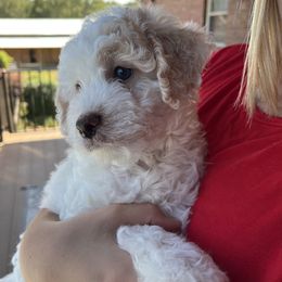 Aussiedoodle Puppies from Creek Bend Farm