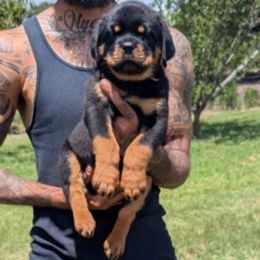 Baby Girl - Black and mahogany female Rottweiler puppy in Whitney, Texas from Prairie Valley Rottweilers
