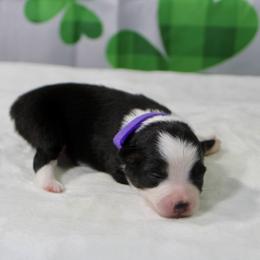 Lily - Black tri female Toy Australian Shepherd puppy in Bauxite, Arkansas from J and B Mini Aussies