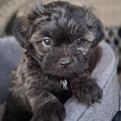 Rock - Brindle male Mal-Shi puppy in Apollo Beach, Florida from Gemstone Exclusive Pups of Florida