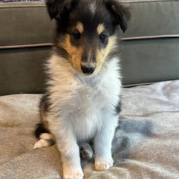 Abbi - Collie puppy from Collie Campo