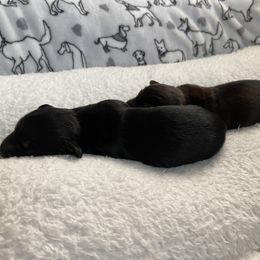 Dachshund Puppies from Cromwell Cogsworth Dachshunds of South West Michigan