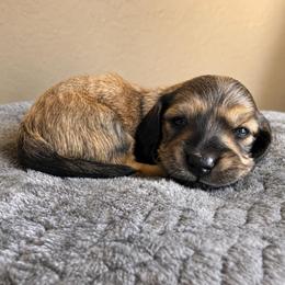 White Collar - Black and cream male Dachshund puppy in Crandall, Texas from The Weenie Hut LLC