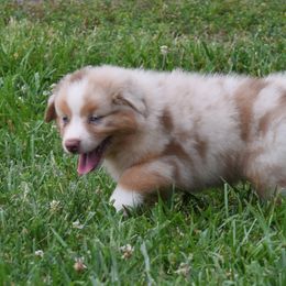 Bingo - Australian Shepherd puppy from Maggie Withers' Australian Shepherds