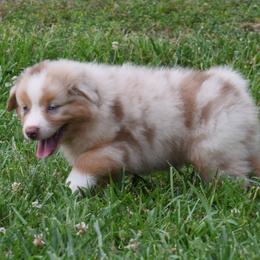 Bingo - Australian Shepherd puppy from Maggie Withers' Australian Shepherds