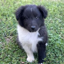 Bi Black Male 2 - Black and white male Shetland Sheepdog puppy in Shirley, Arkansas from Lucky Pups