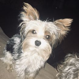 Riley - Yorkshire Terrier