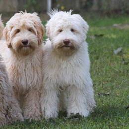 Australian Labradoodles from Ocean State Labradoodles