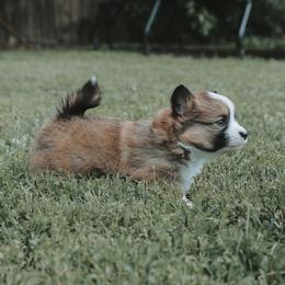 American Corgi and Pembroke Welsh Corgi Puppies from Witch Creek Corgis