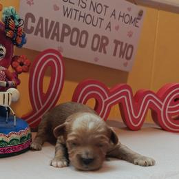 Pawbert - Red male Cavapoo puppy in Dallas, Texas from Halo's Heroes Doodles