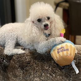 Bobbie - Poodle