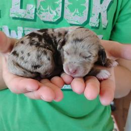 Bella - Red merle female Aussiedoodle puppy in Apache Junction, Arizona from Loving Doodle