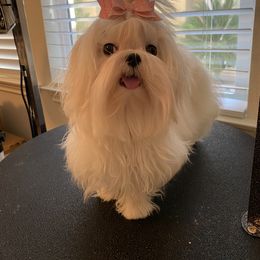 Maltese All Grown Up from A Maltese 4U