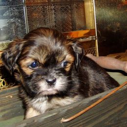 Lhasa Apsos from Ponderosa Lhasa Apso Ranch