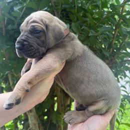 Brown collar - Fawn male Great Dane puppy in Ider, Alabama from Sand Mountain Danes LLC